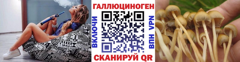 Псилоцибиновые грибы Psilocybine cubensis  Тетюши 